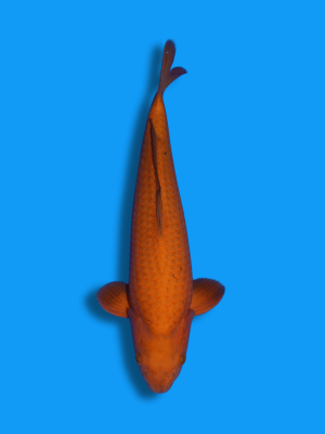 Cocolate Chagoi | Koi&Co.